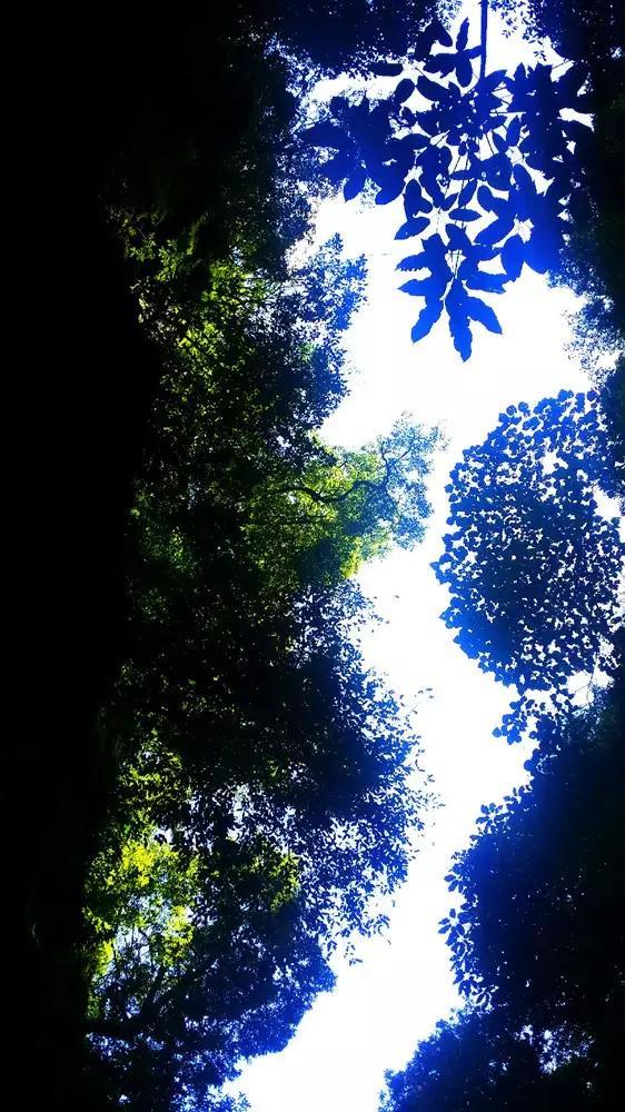 小猫钓鱼游戏龙王版有船